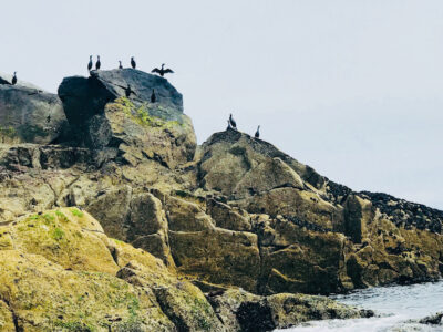 George Guilles Boat Trip Wildlife Sark