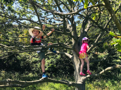 Eperquerie Climbing Tree Sark